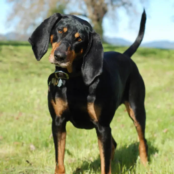 Coonhound dog