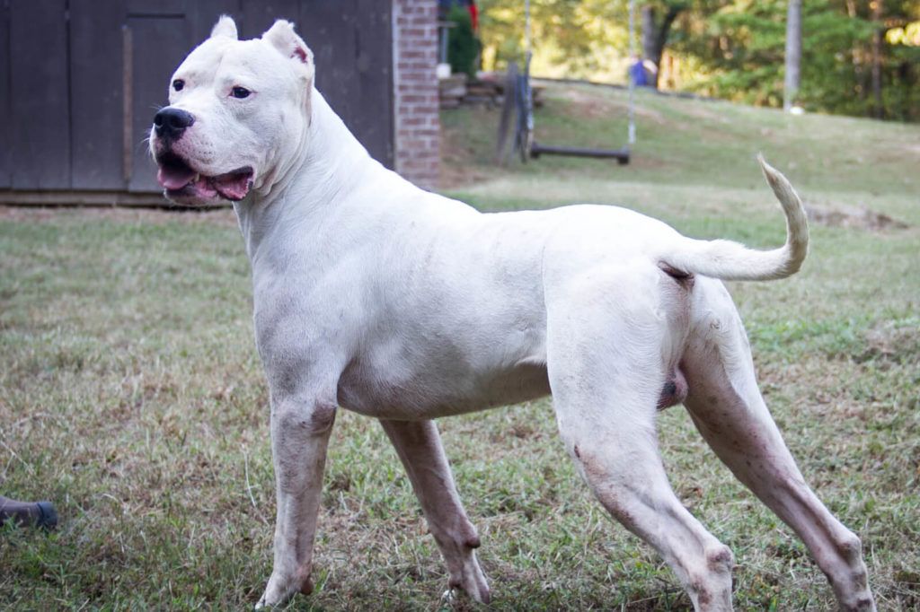 Dogo Argentino