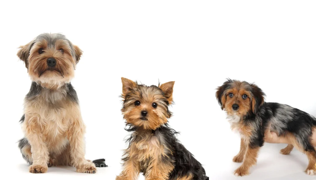 Dorkie dog Physical Characteristics