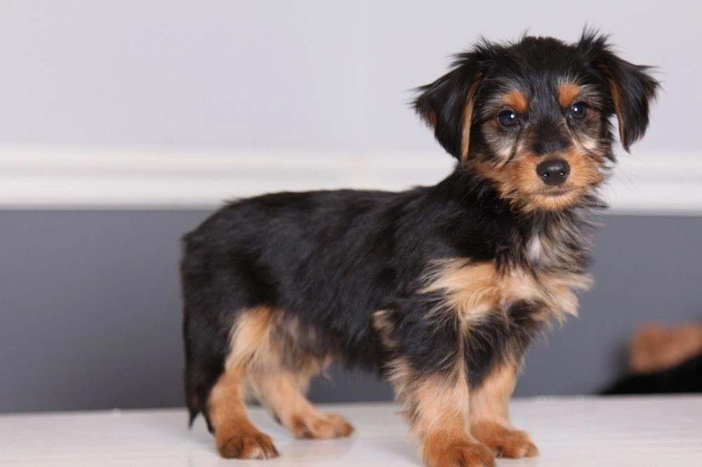 Dorkie dog with family