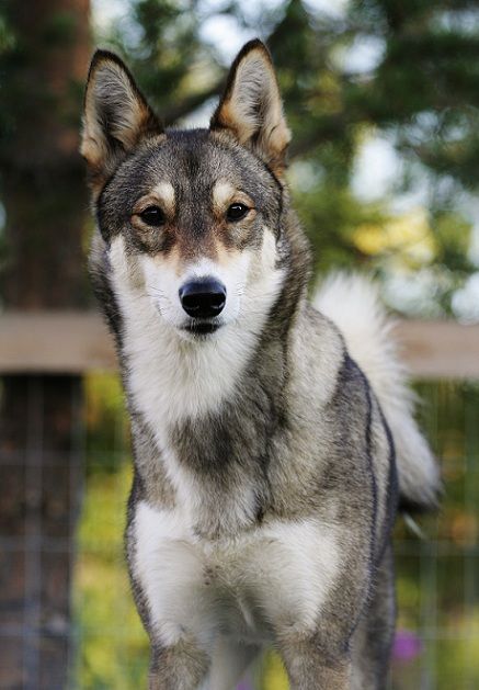 East Siberian Laika