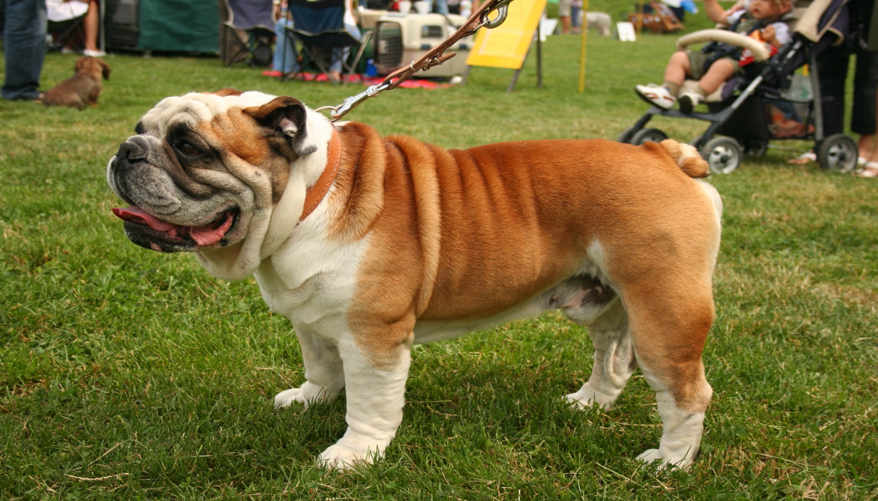 English Bulldog dog is standing in the gras