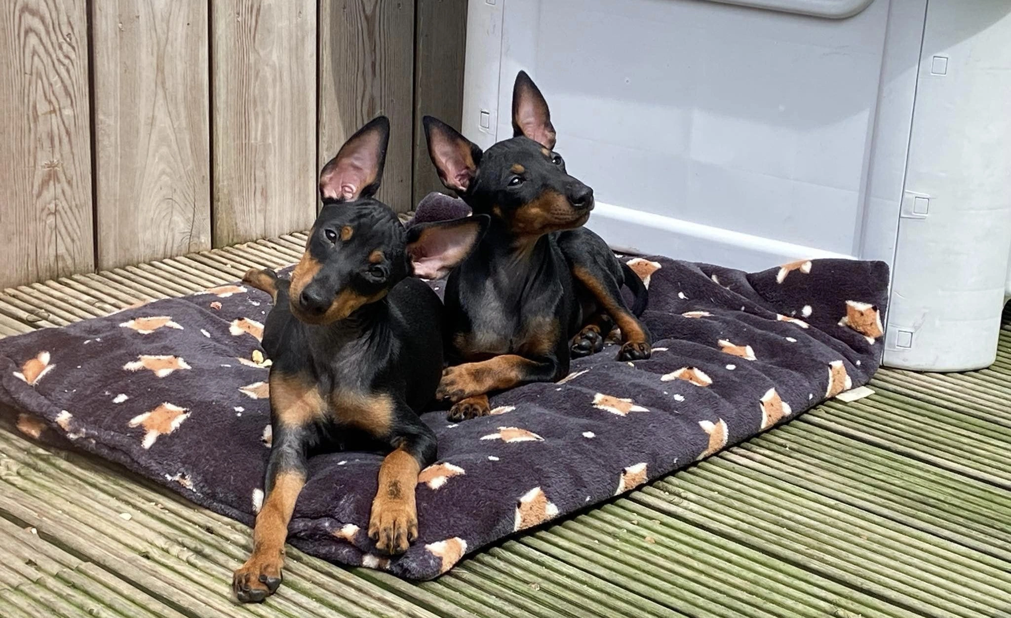 English Toy Terrier dog Breed