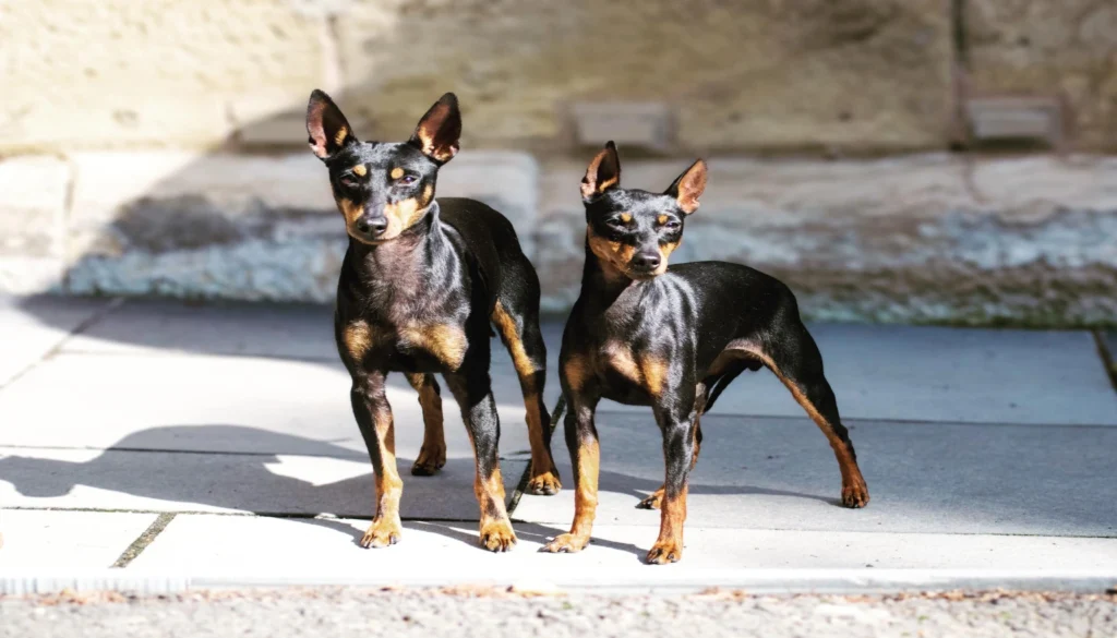 English Toy Terrier dog standing