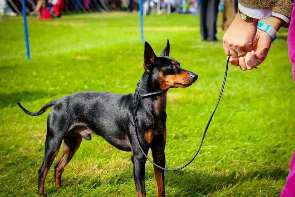 English Toy Terrier dog with family