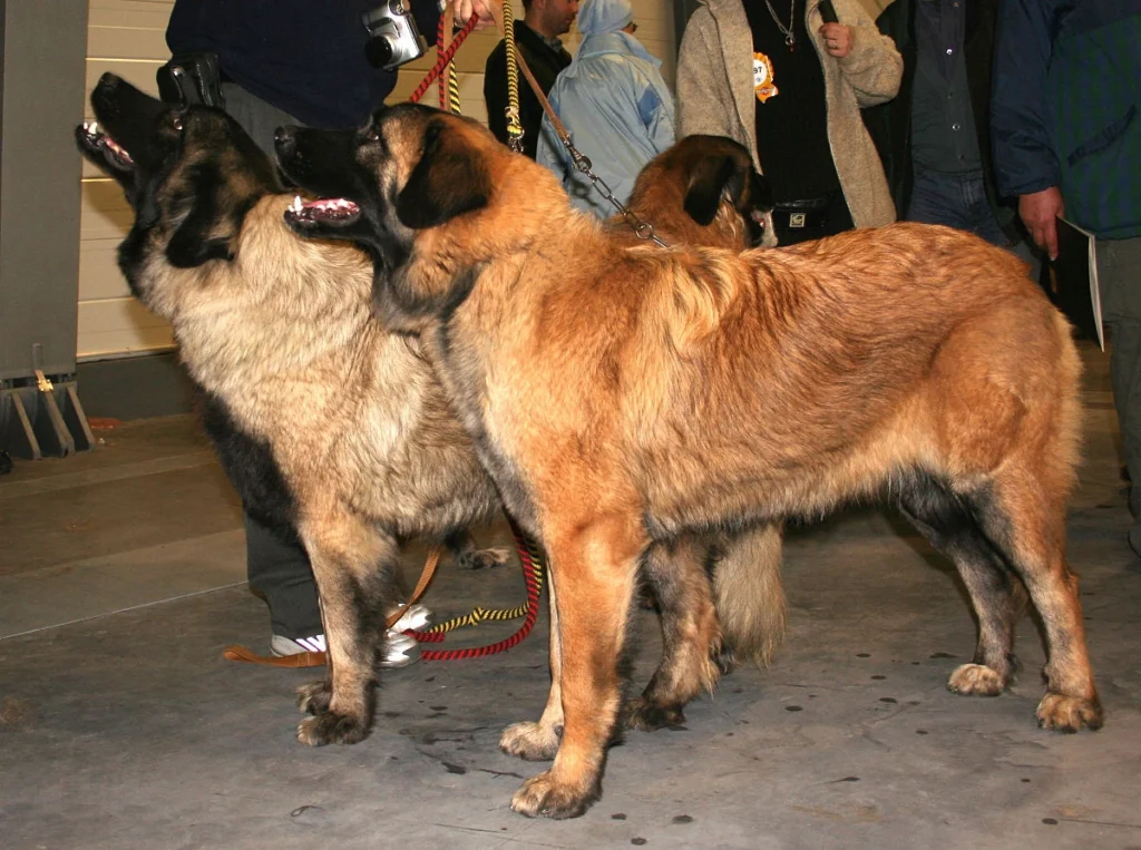 Estrela Mountain Dogs