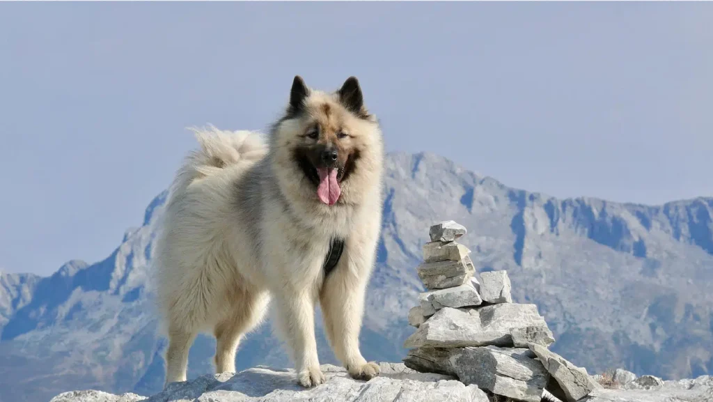 Eurasier Dog Physical Characteristics