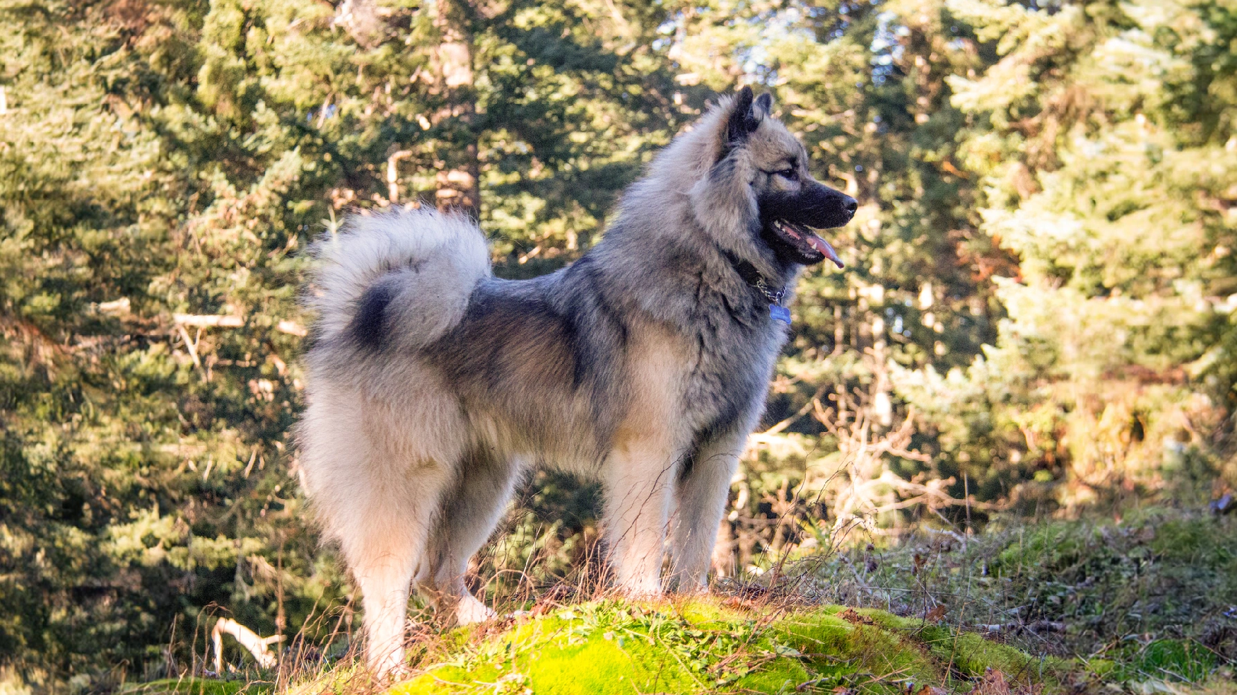 Eurasier dog Breed