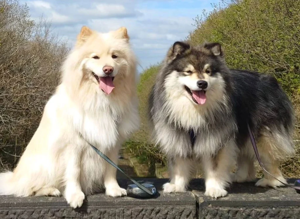 Finnish Lapphund dogs Physical Characteristics