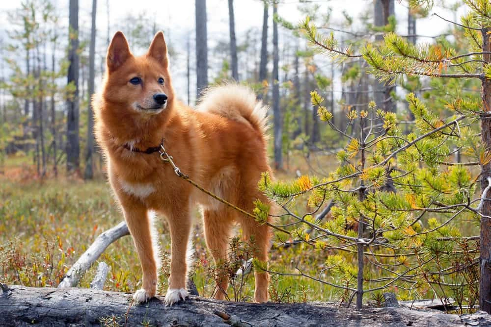 Finnish Spitz dog Dog Breeds