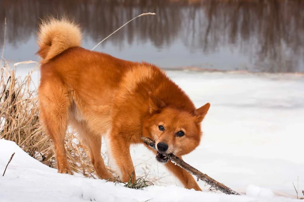 Finnish Spitz dogs Characteristics