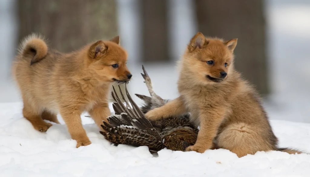 Finnish Spitz dogs Physical Characteristics