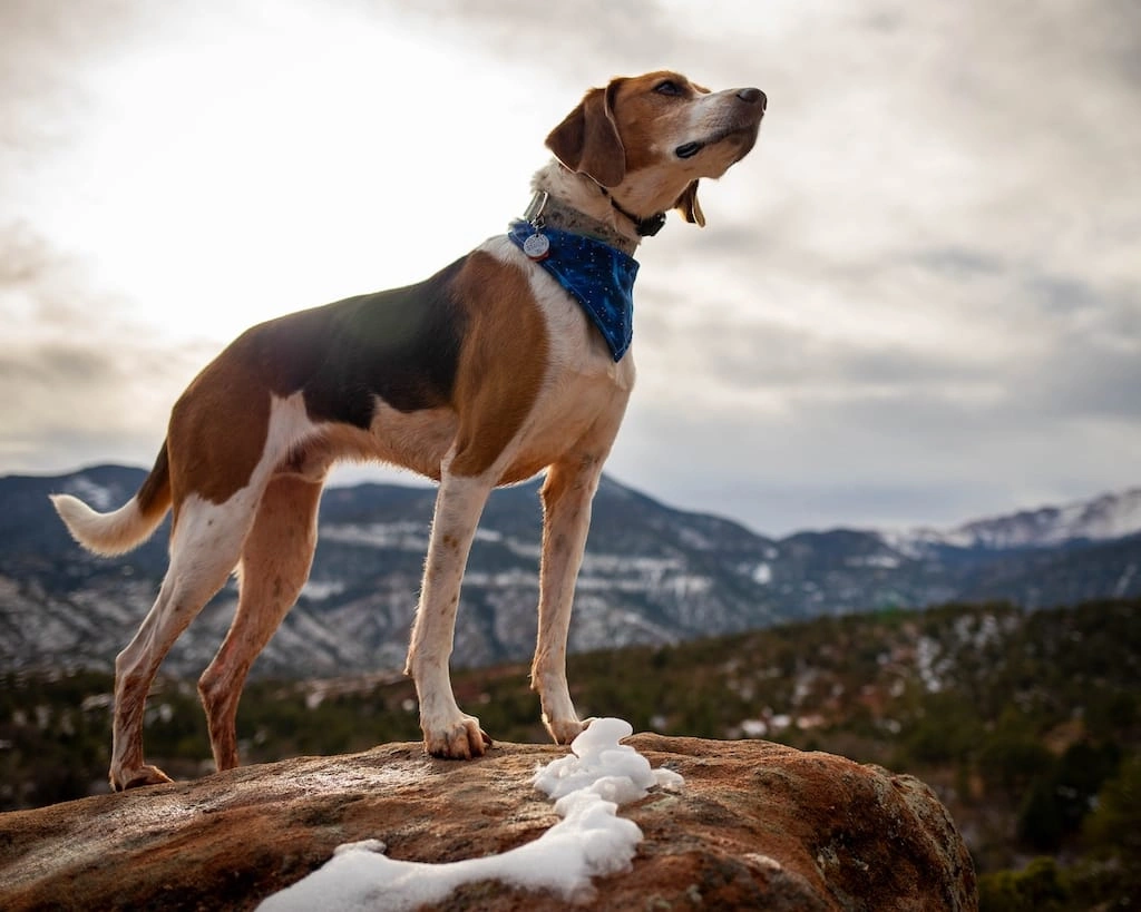 Foxhound dog standing on top the mountain