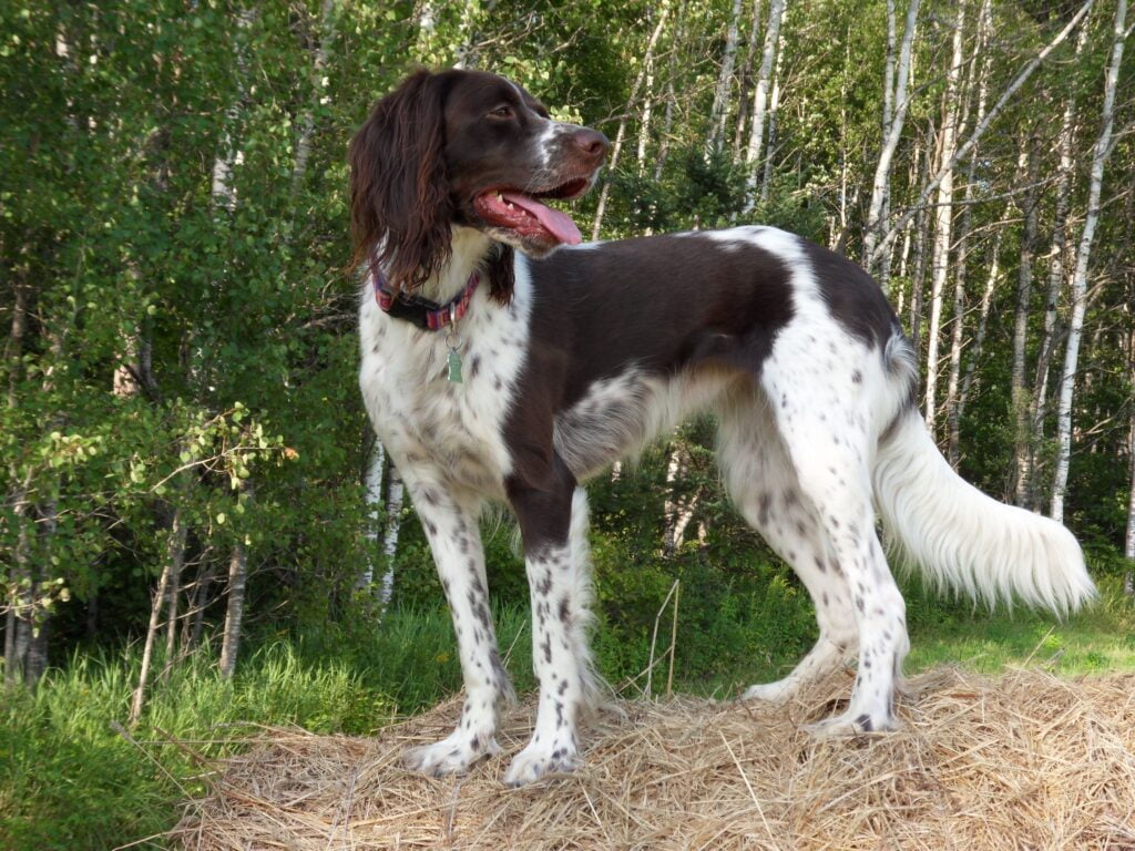 French Spaniel