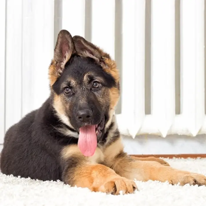 German Shepherd dog