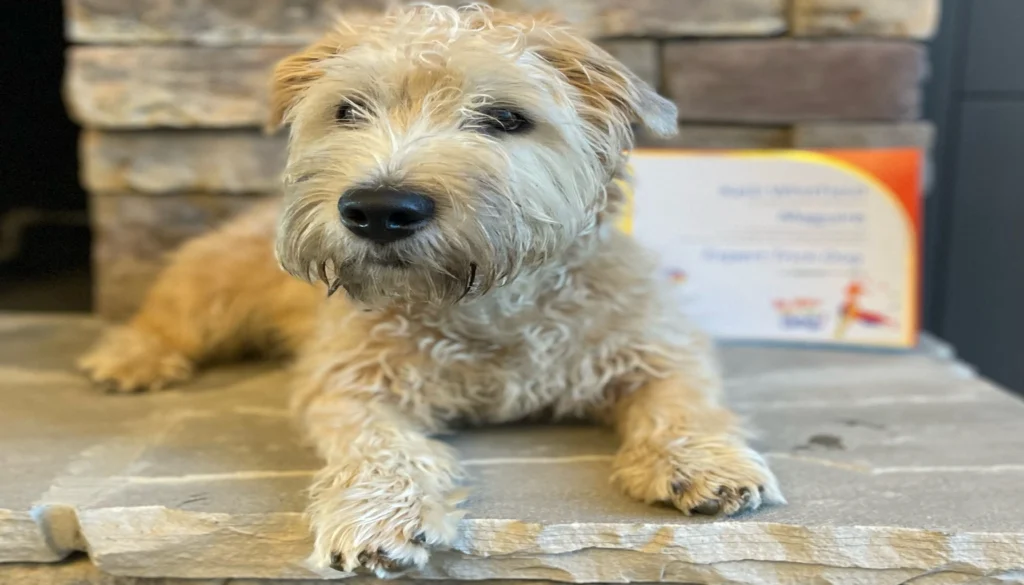 Glen Of Imaal Terrier Dog Physical Characteristics