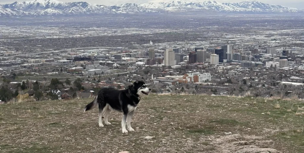 Goberian dog suitability as a Pet