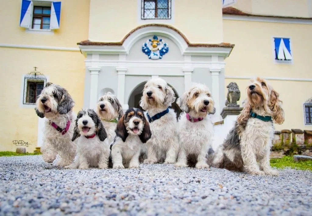 Grand Basset Griffon Vendeen Dog Physical Characteristics