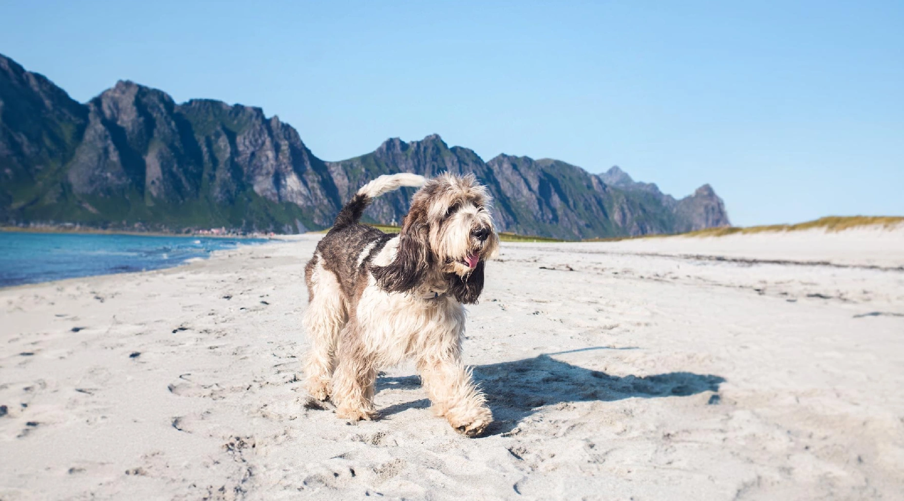 Grand Basset Griffon Vendeen dog Breeds