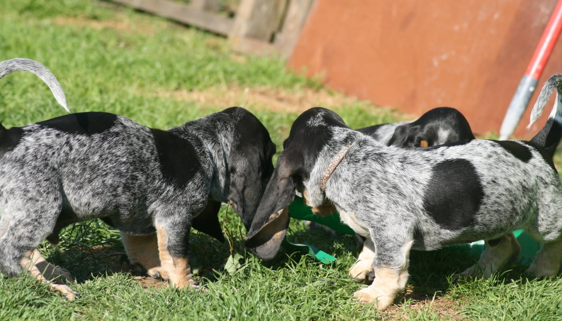 Grand Bleu De Gascogne Dog Breeds