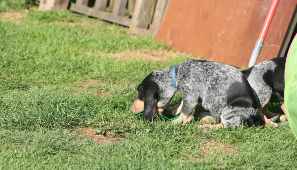 Grand Bleu De Gascogne dog suitability as a Pet