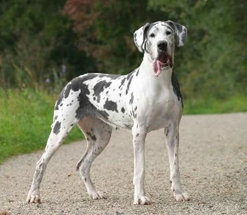 Great Dane