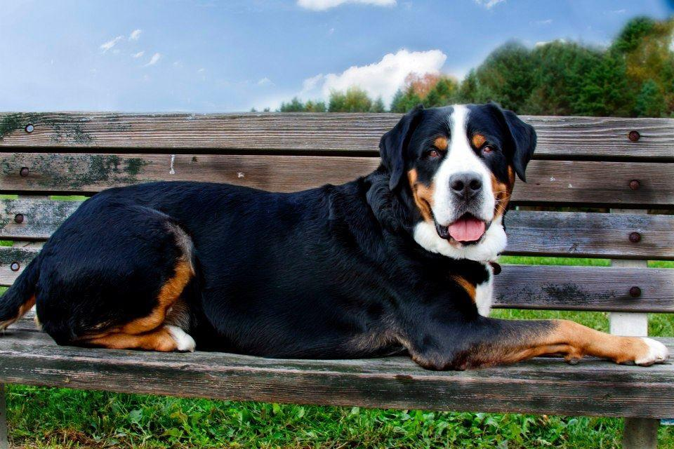 Greater Swiss Mountain Dog Breeds