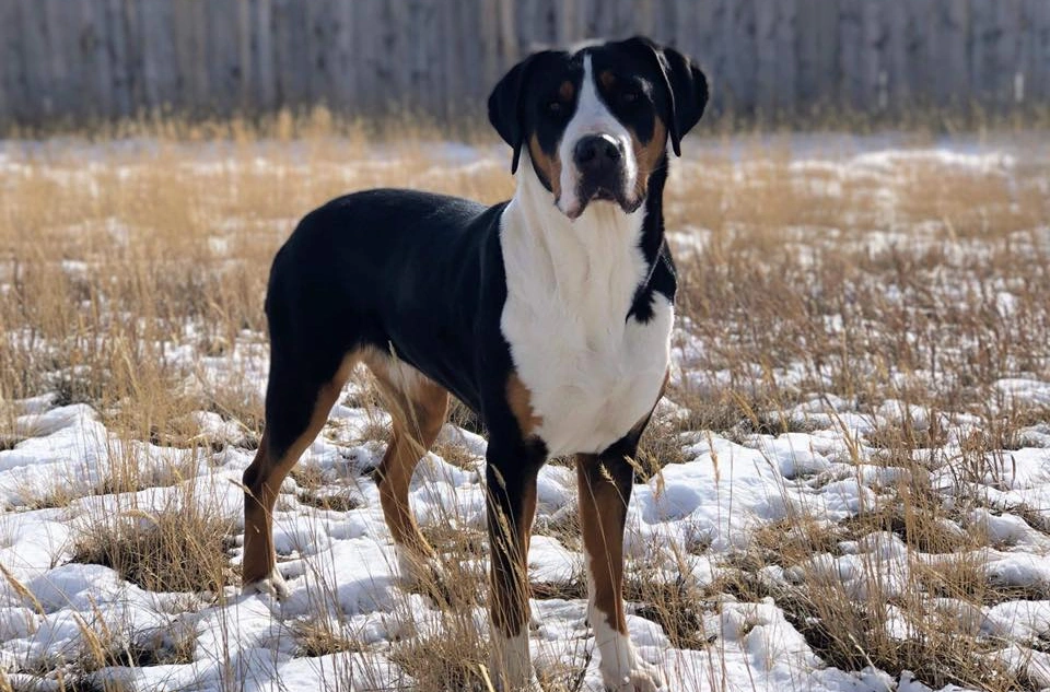 Greater Swiss Mountain Dog grooming salon