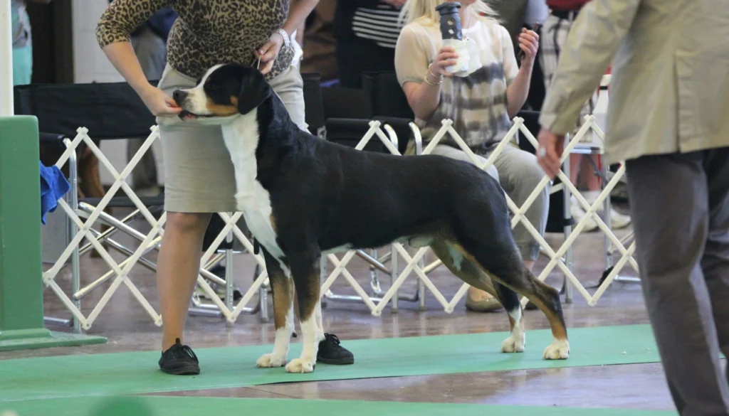 Greater Swiss Mountain Dog suitability as a Pet