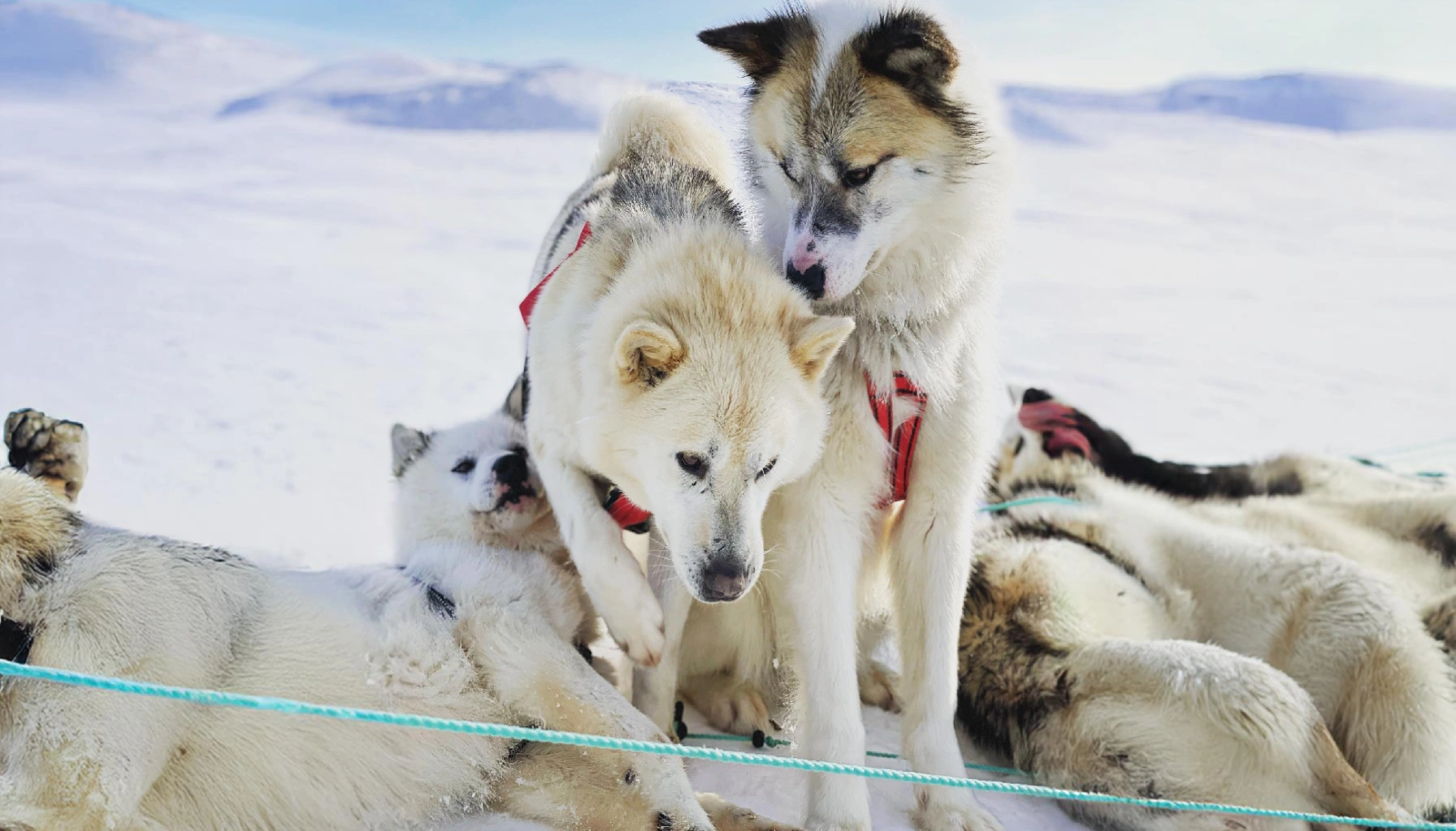 Greenland Dog Dog Breeds