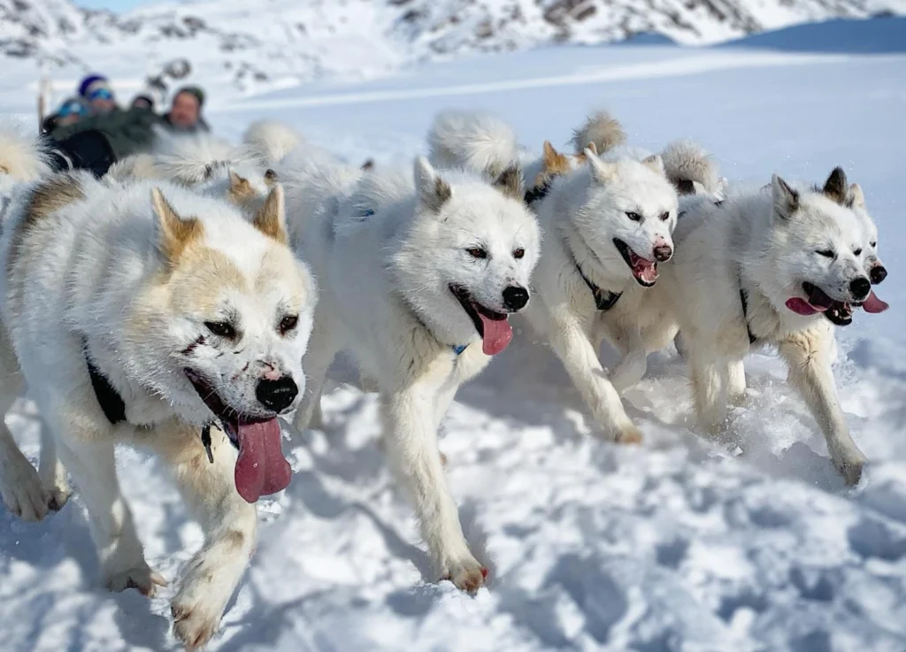 Greenland Dog Physical Characteristics