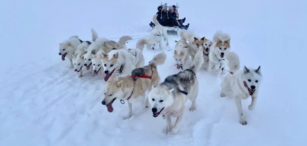 Greenland Dog suitability as a Pet