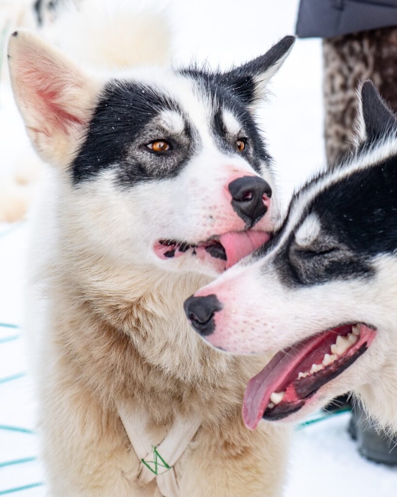 Greenland dog