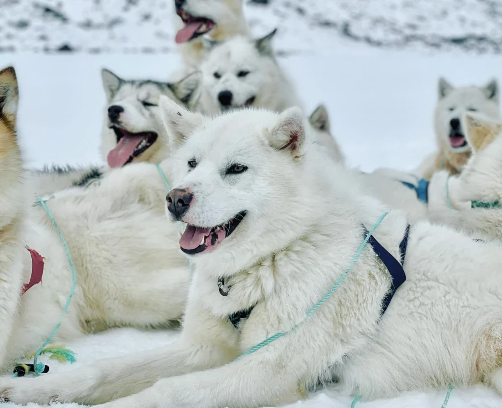 Greenland dog grooming salon