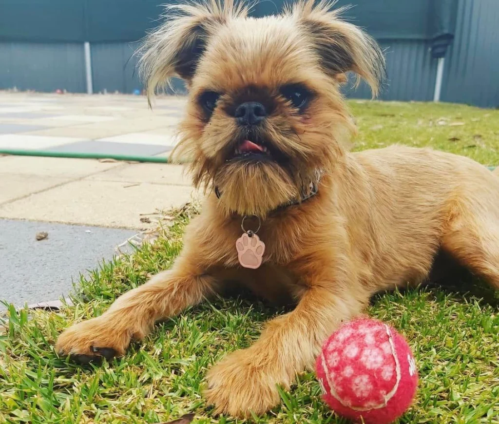 Griffon Bruxellois Dog suitability as a Pet