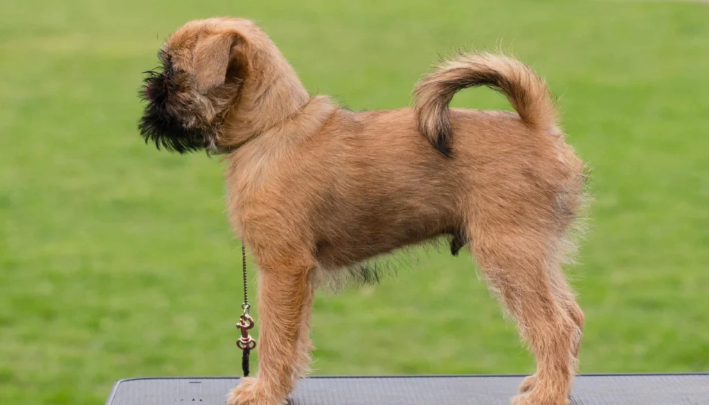 Griffon Bruxellois dog Breeds