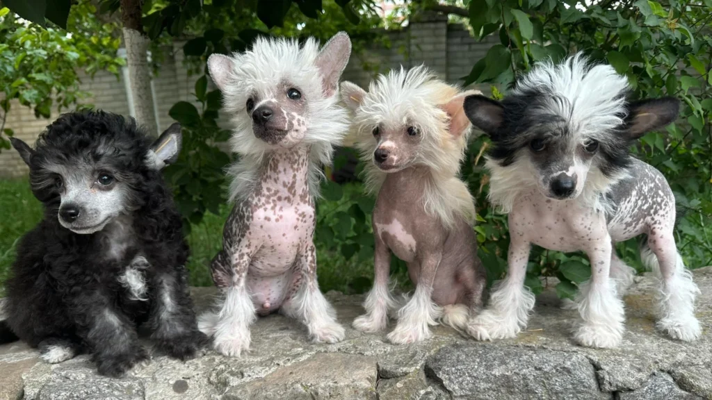 Hairless Chinese Crested dog Physical Characteristics