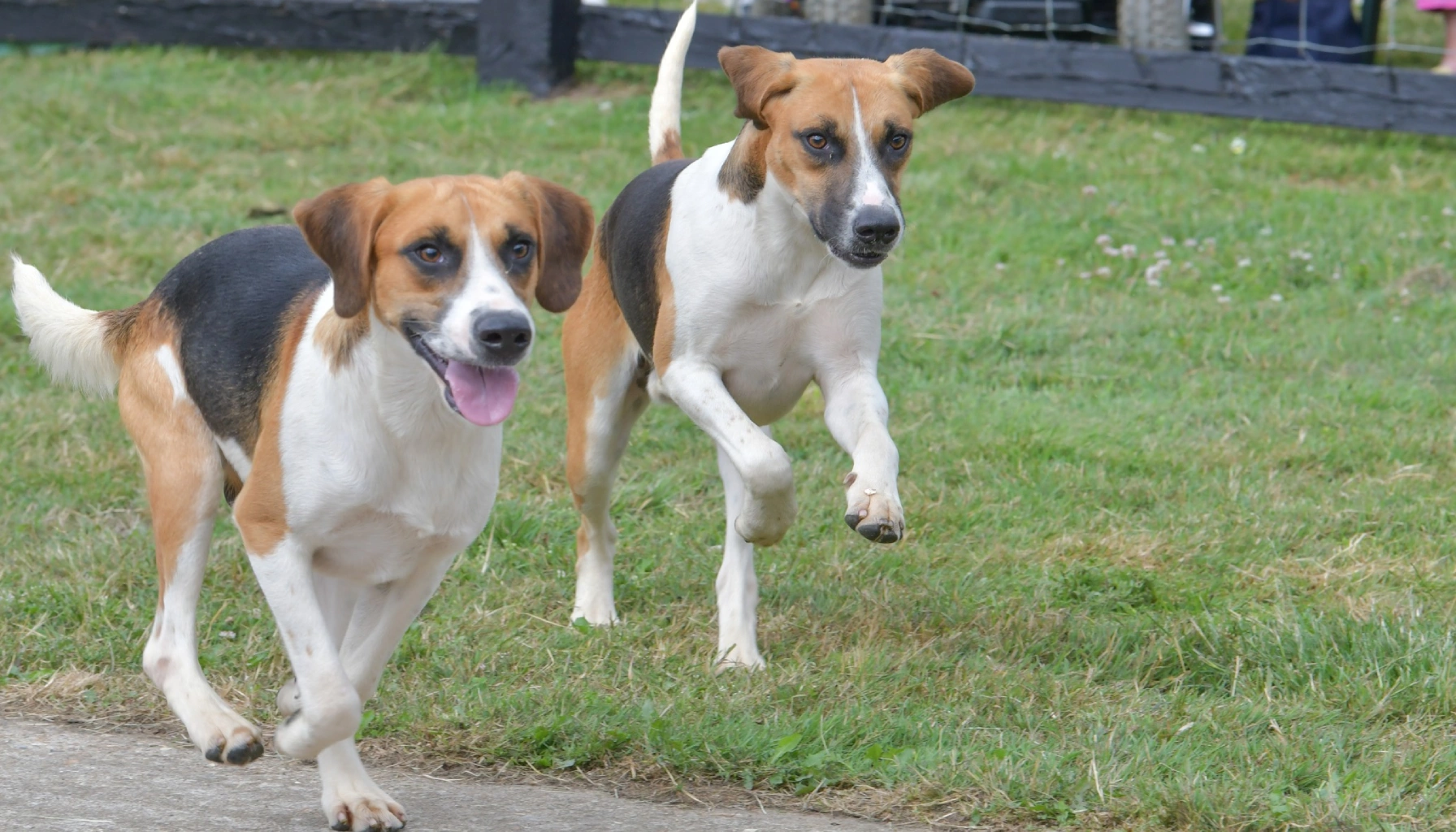 Harrier Dog Breed