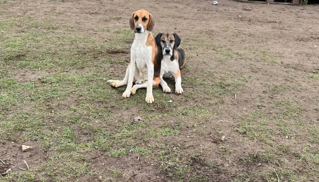 Harrier Dog grooming salon