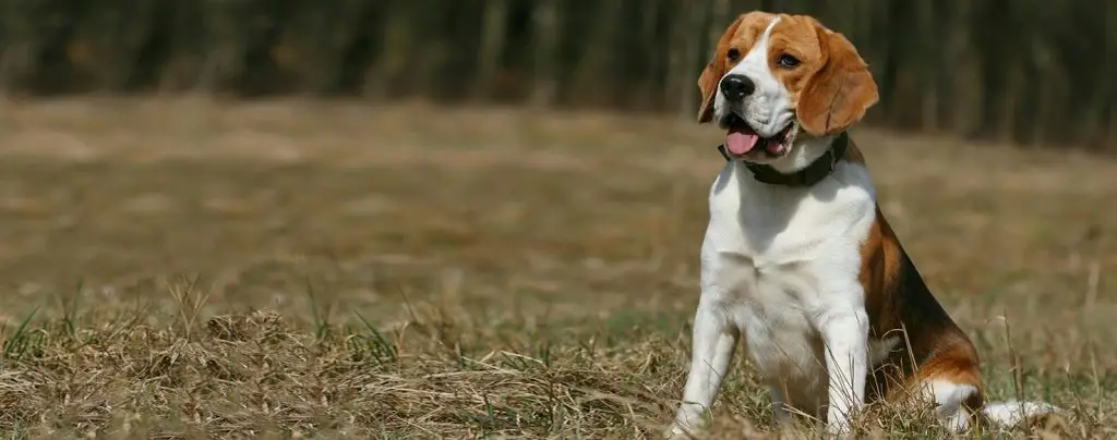 Harrier dog