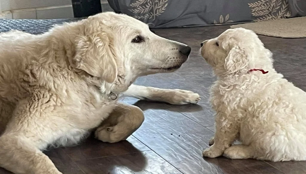 Hungarian Kuvasz Dog suitability as a Pet