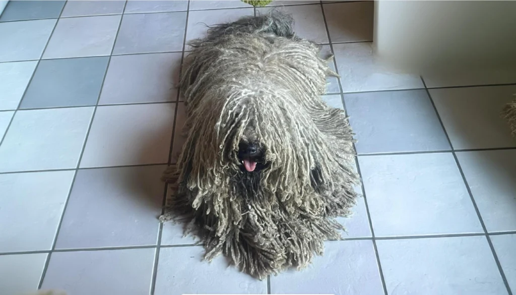 Hungarian Puli Dog Breed