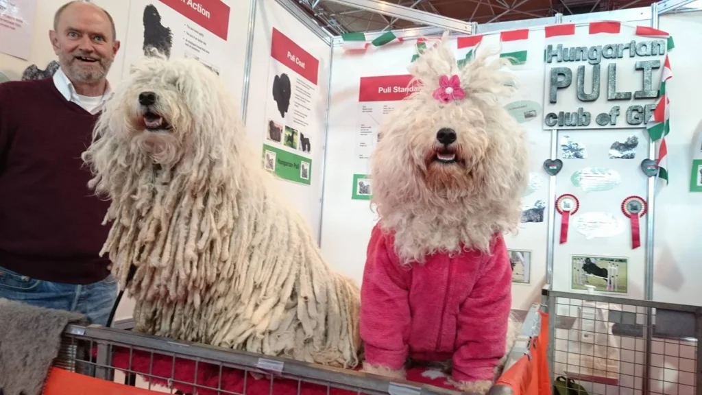 Hungarian Puli Dog suitability as a Pet