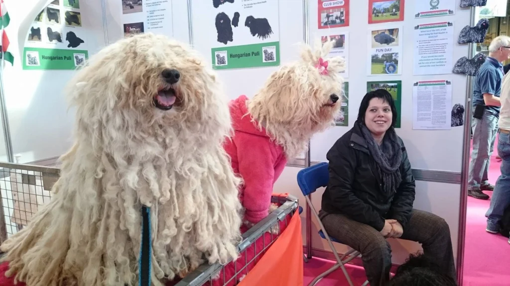 Hungarian Puli dog Physical Characteristics