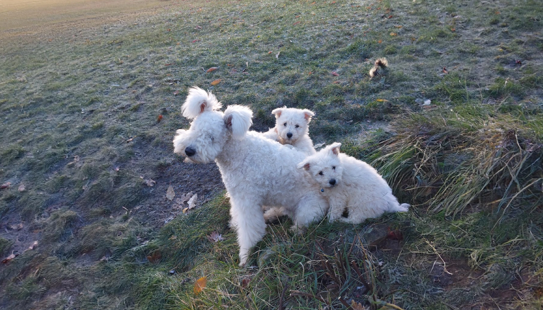 Hungarian Pumi Dog Breed