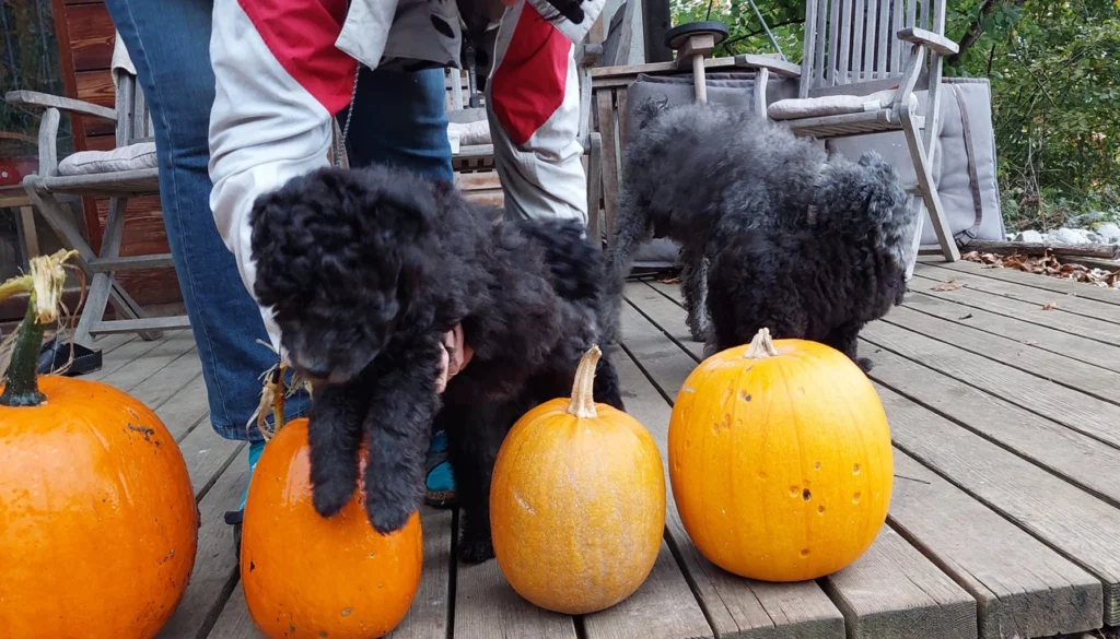 Hungarian Pumi Dog suitability as a Pet