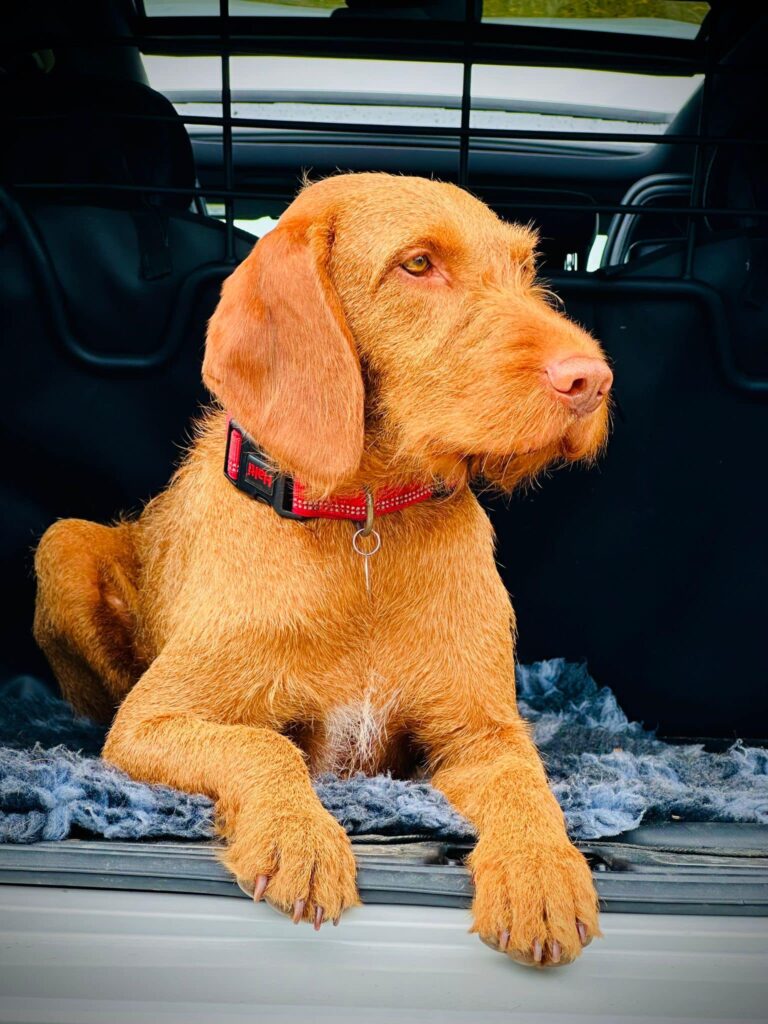 Hungarian Vizsla Dog