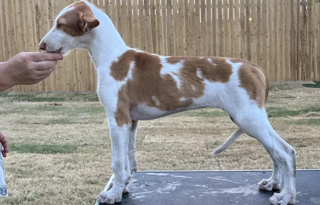 Ibizan Hound Dog Physical Characteristics