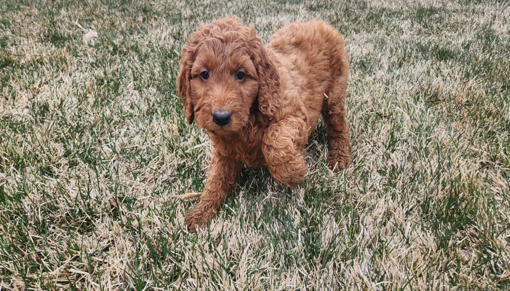 Irish Doodle Dog Physical Characteristics