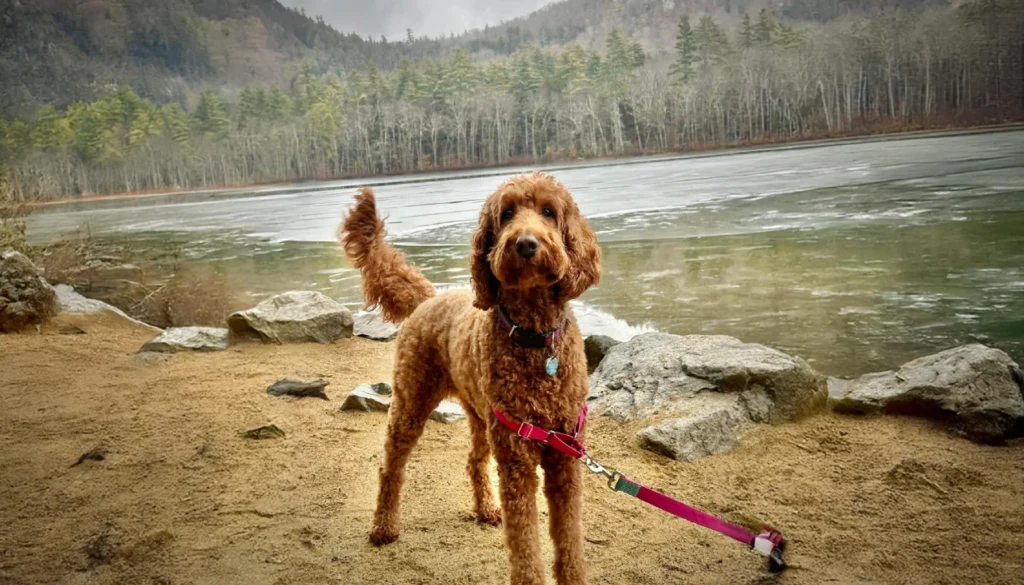 Irish Doodle Dog suitability as a Pet